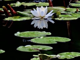 kittery point lily pond