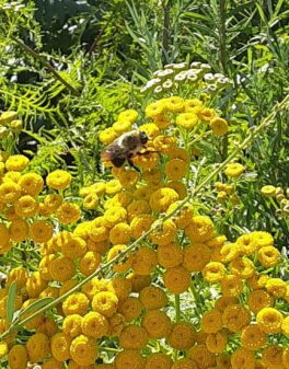 fort foster bees