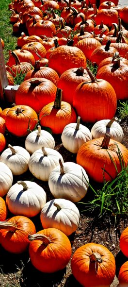 pumpkins kingston nh