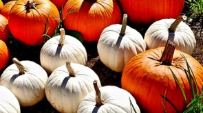 pumpkins kingston nh