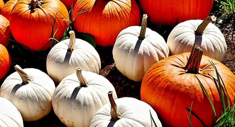 pumpkins kingston nh