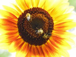 sunflower exeter nh