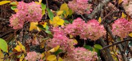 fall hydrangeas madbury nh