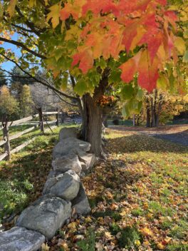 fall foliage newbury mass