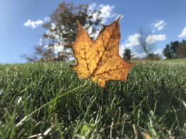 fall foliage exeter nh