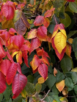 odiorne point fall foliage