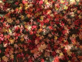 maple leaves exeter nh
