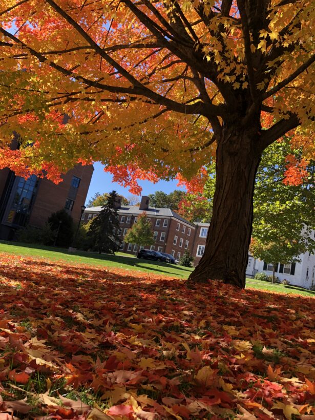 maple tree exeter nh