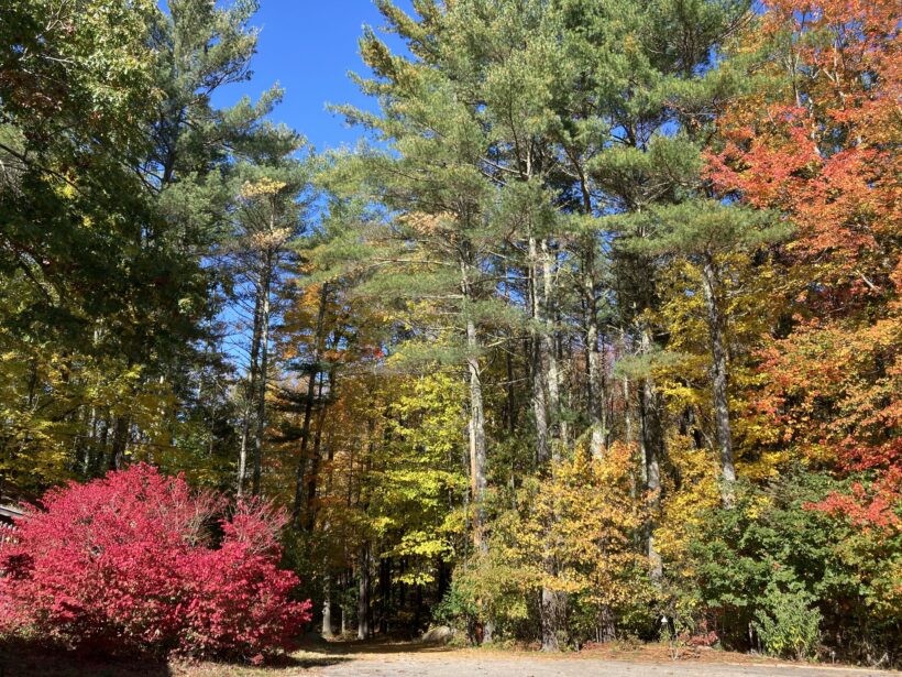 barrington fall foliage nh