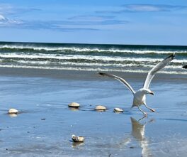 low tide ogunquit beach