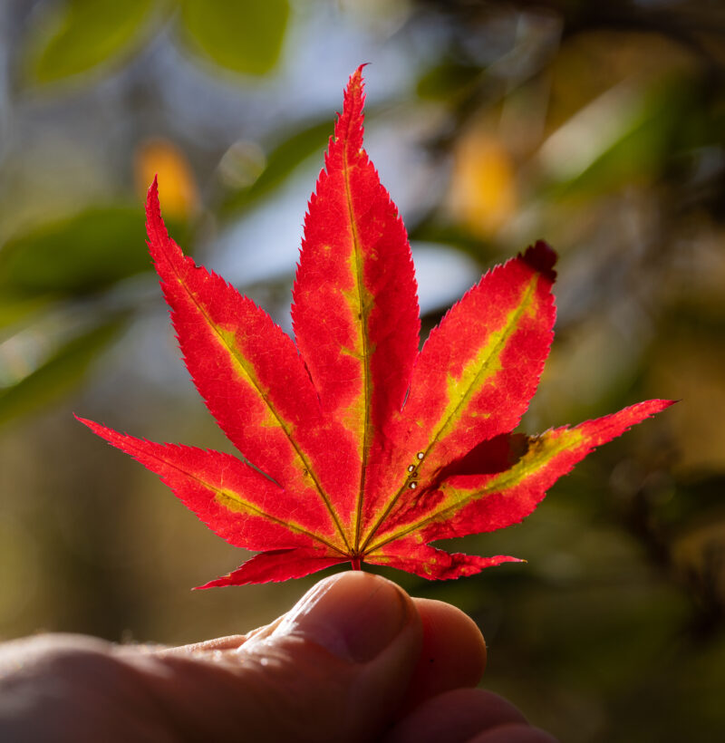 japanese maple nh