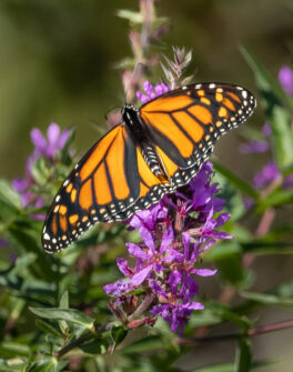 monarch butterfly adam's point