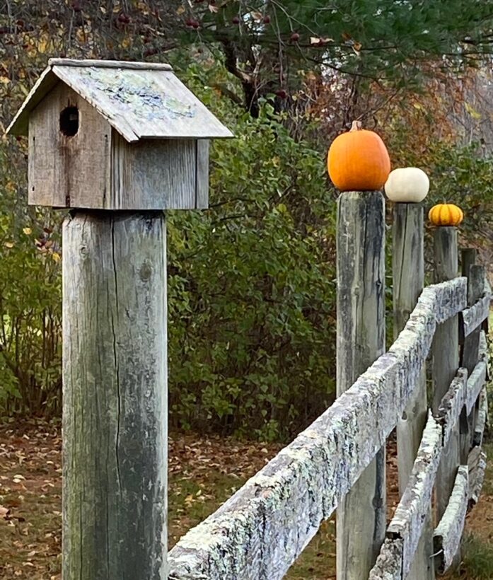 pumpkins brentwood