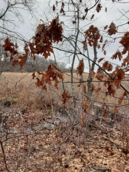 fort foster fall