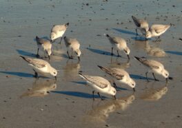 pipers jenness beach rye