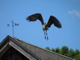 heron eastman farm kingston