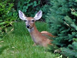 deer kingston nh