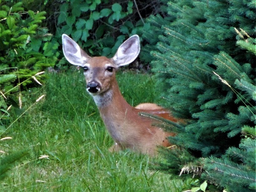 deer kingston nh