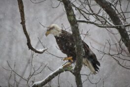 bald eagle newmarket