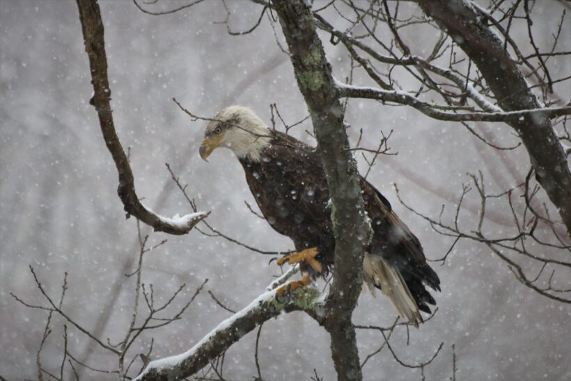 bald eagle newmarket