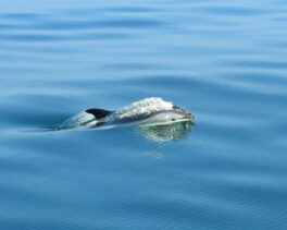 dolphin rye nh