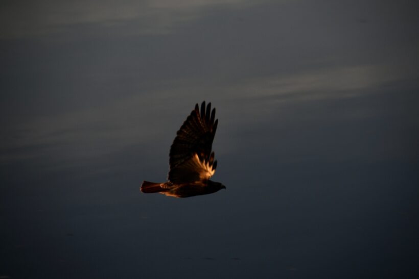 little bay newington hawk