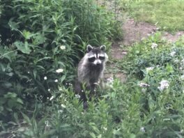 raccoon new hampshire