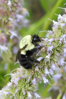 bee somersworth nh