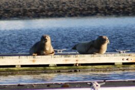 seals wells maine