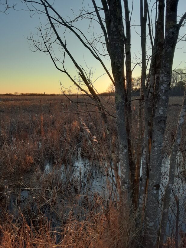 fort foster marsh