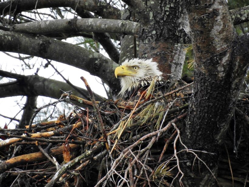 eagle new castle nh