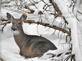 doe winter new hampshire