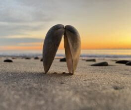 shell north beach nh