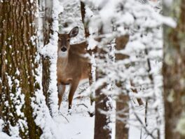 deer exeter nh