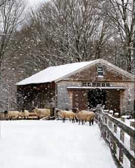 sheep exeter nh