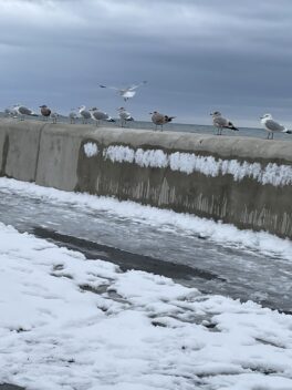 seagulls hampton nh