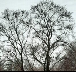 doves newmarket nh