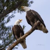 exeter eagles nh