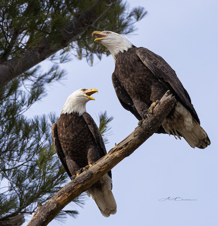 exeter eagles nh