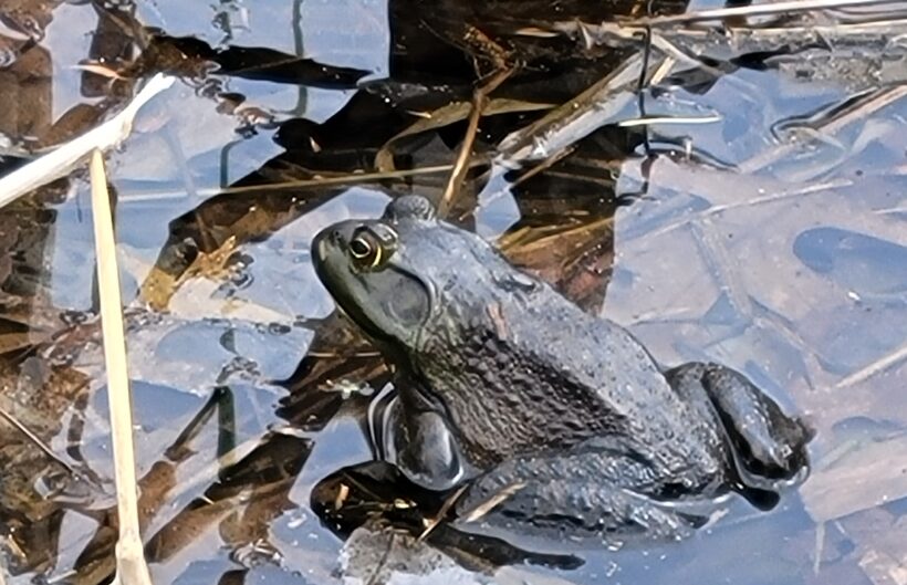 american bullfrog stratham nh