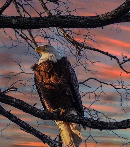 eagle haverhill mass