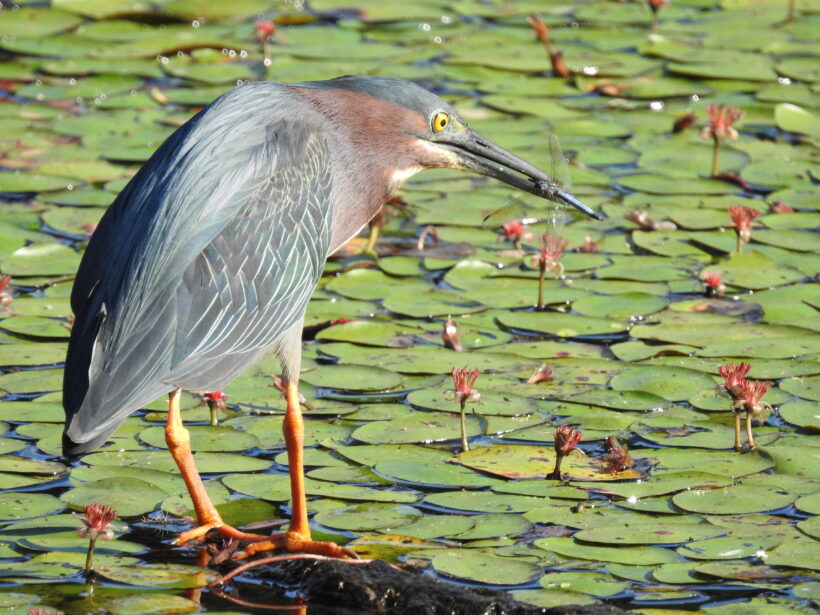 green heron newfields nh