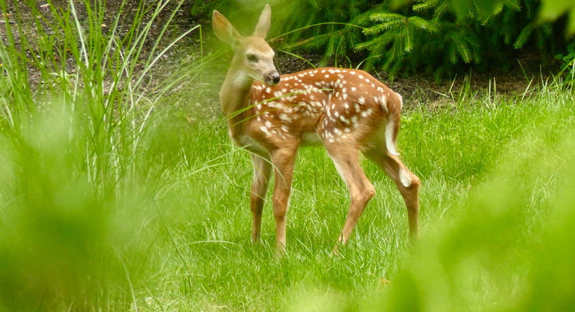 deer fawn york maine