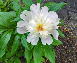 peony portsmouth nh