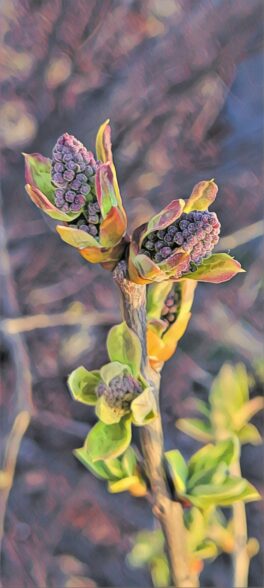 lilac season portsmouth nh