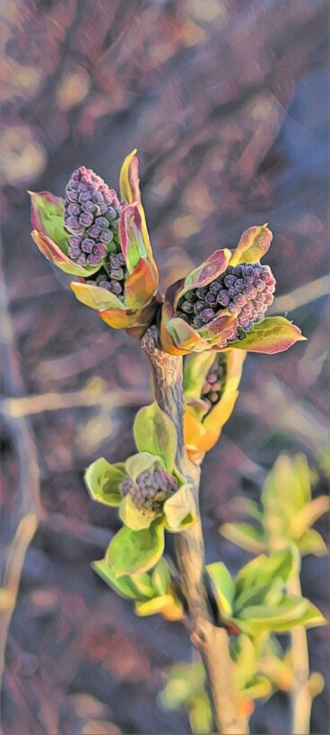 lilac season portsmouth nh