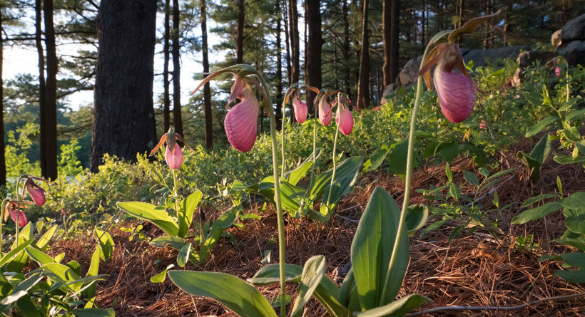 lady's slippers york maine