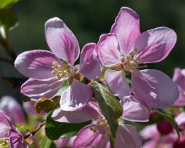 crabapple blossoms kittery maine