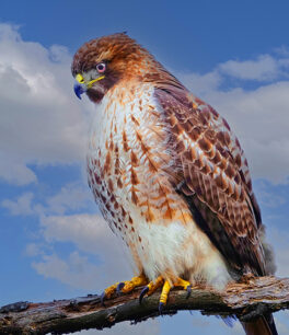 redtail hawk plum island