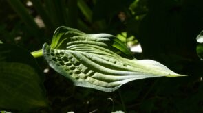 hosta leaf york maine